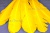 Декоративный Пучок из перьев, перо 23см/желтый - купить в Костроме. Цена: 12.19 руб.